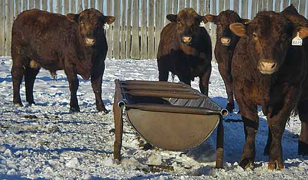 Purebred Stock in yard