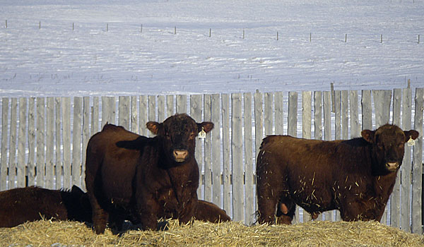 Cattle Creek Ranching Stock